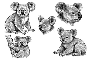 Koalas in multiple poses with detailed hand drawn sketch style, Transparent Background © FriskySloths