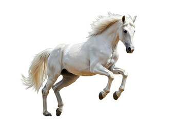 Obraz premium White Horse Rearing - Power & Beauty on white background