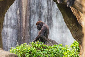 Obraz premium Filming primates from a distance in zoos