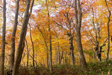 Fototapeta premium 紅葉したブナの森