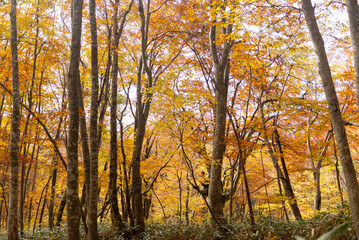 Obraz premium 紅葉したブナの森