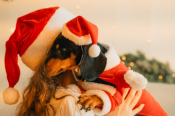 female hands dress a santa claus costume on a dog. new year clothes for pets.