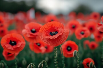 Obraz premium Memorial Day ceremony with poppies and American flags