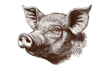 Pig, hog, boar. Vintage retro print, black white pig sketch ink pencil style drawing, linear drawing, engrave old school. Sketch artwork silhouette pig, hog, boar. Side view profile. Illustration