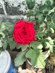 red rose on a green background