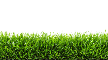 Vibrant green grass blades growing from dark soil against a clean white background nature