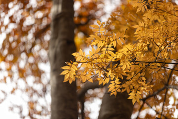 紅葉したブナの森
