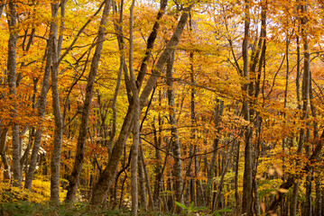 Obraz premium 紅葉したブナの森