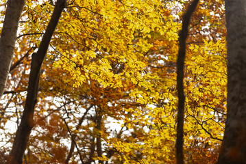 Obraz premium 紅葉したブナの森