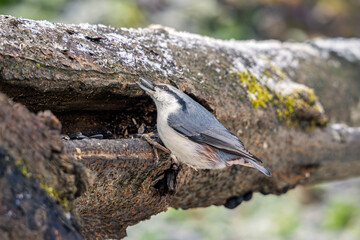 Nuthatch perched on a tree branch