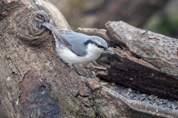 Nuthatch perched on a tree branch