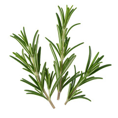 Fresh green rosemary herb sprigs isolated on white background for culinary use.