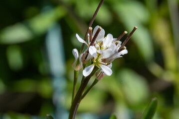Close-up photograph of delicate white wildflowers with a blurred green background, emphasizing their intricate beauty and detail