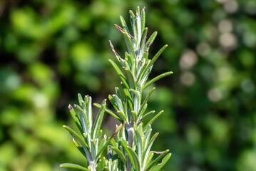 Detail of a rosemary plant in sharp focus against a blurred, verdant background, highlighting its texture