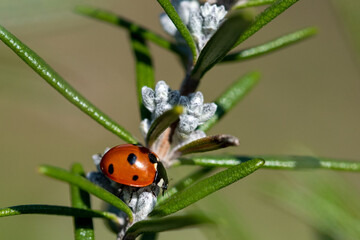 A vibrant ladybug perched delicately on a green, spiky plant stem, showcasing nature's beauty in detail