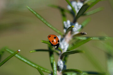 A striking ladybug with its signature red and black markings, perched delicately on a vibrant green plant