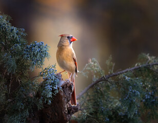 Fototapeta premium female cardinal on cedar branch
