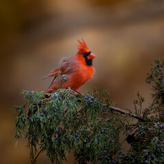 Fototapeta premium Red cardinal on cedar branch