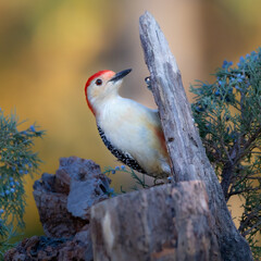 Fototapeta premium woodpecker on cedar branch