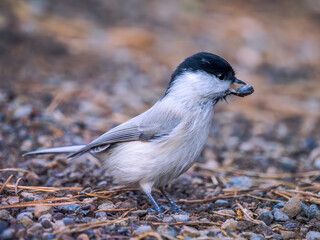 Willow tit is perching on a ground