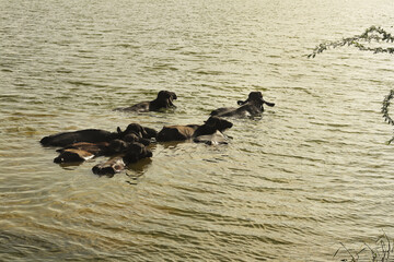 Rural scene with buffaloes bathing and relaxing in natural habitat. A peaceful rural village scene showing a group of Indian water buffalo teke bath in rivar water. Buffalo bathing in the pond