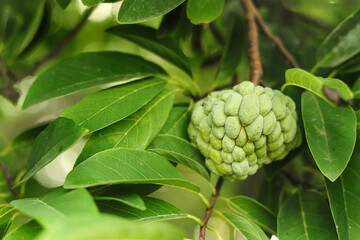 selective focus of green custard apple fruit on tree. Close-up of custard apples growing on a tree. branch of tree on natural. Custard apple tropical exotic fruit. Sugar Apple, Annona, sweetsop