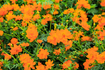 満開のキバナコスモス