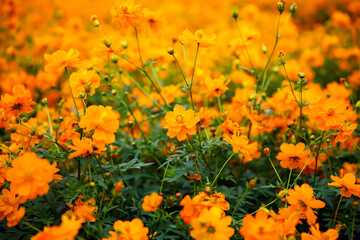 満開のキバナコスモス