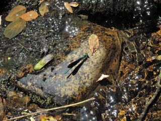 A dragonfly on a picturesque rock. Mountain stream, summer. Fallen leaves, crystal reflections of water. Wildlife close-up.