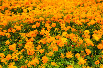 満開のキバナコスモス