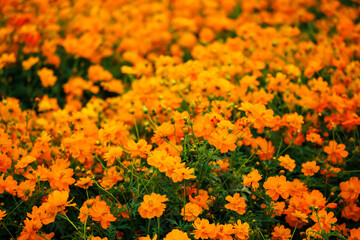 満開のキバナコスモス