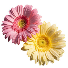 Two Gerbera Daisies with Dew Drops - Close-up of two gerbera daisies, one pink and one yellow, with water droplets on their petals against a white background