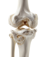 human knee anatomy, knee joint with bones isolated on white or transparent png