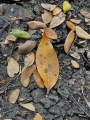 Autumn Leaf on Earthy Ground &mdash; Nature&rsquo;s Subtle Decay