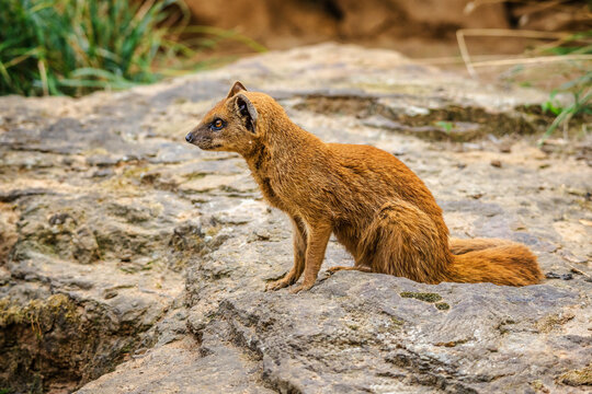 Yellow mongoose sitting on a rock and looking attentively to the side in its natural outdoor habitat. - Powered by Adobe