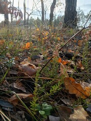 Mushroom growing on the forest floor among dry autumn leaves and pine needles. The mushroom is partially hidden by natural woodland foliage, creating a rustic and earthy atmosphere 
