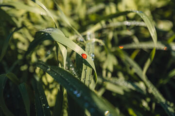 Macro shot of a red ladybug on a green leaf in the countryside