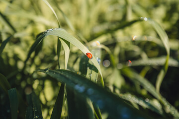 Macro shot of a red ladybug on a green leaf in the countryside