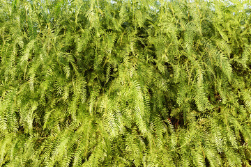  image, showing dense feathery green foliage typical of the false pepper tree (Schinus molle), is highly useful as a natural background or wallpaper. Its uniform color and pattern create a relax.