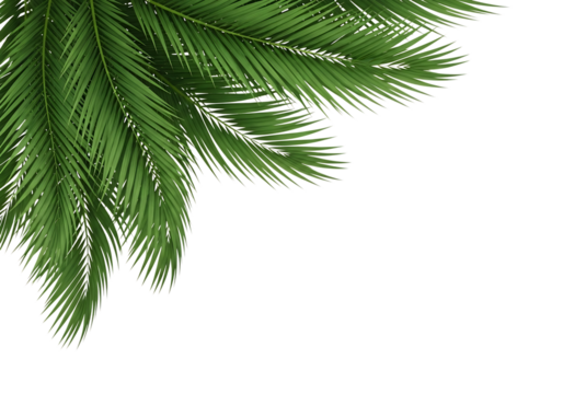 Tropical Palm Leaves Corner Frame Exotic Foliage on Black Background