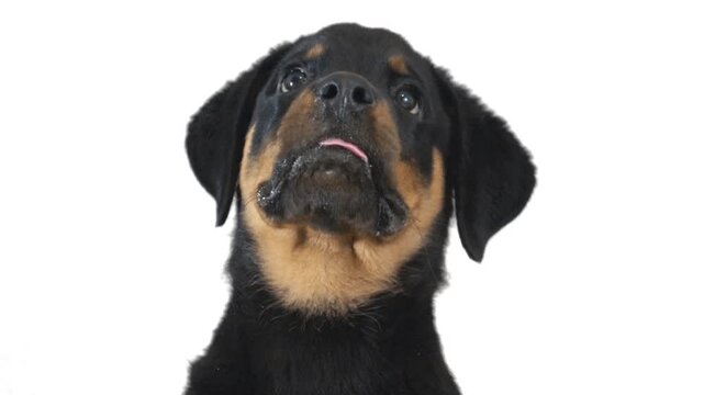 rottweiler puppy on white background