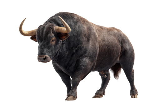 Muscular bull with curved horns isolated on a transparent background 1