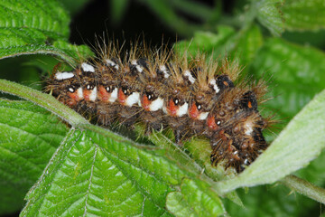 Ampfer-Rindeneule,  Acronicta rumicis