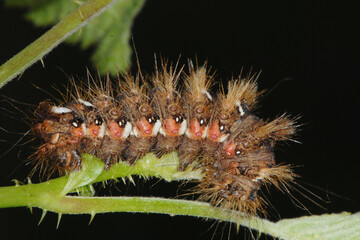 Ampfer-Rindeneule,  Acronicta rumicis