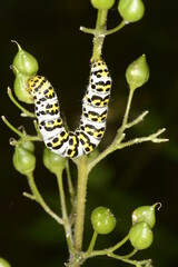 Braunwurz-Mönch Shargacucullia scrophulariae