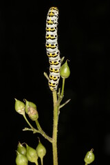 Braunwurz-Mönch Shargacucullia scrophulariae
