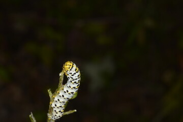 Braunwurz-Mönch Shargacucullia scrophulariae
