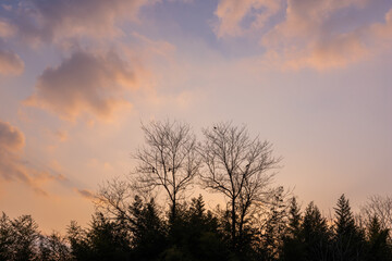 Obraz premium 쌍둥이 나무 실루엣