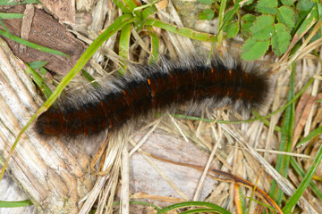 Brombeerspinner, Macrothylacia rubi