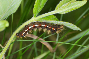 Ampfer-Rindeneule,  Acronicta rumicis
